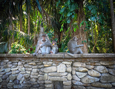 macaques sur un mur &agrave; Puputan, Denpasar, Bali (Indon&eacute;sie).