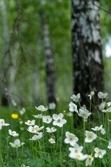 White spring anemones blooming in a birch forest. Delicate natural background © polikarpovaart