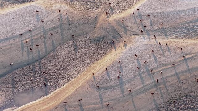Aerial Top Down View of Mallard Ducks on Sandbar Wetland Dongting Lake