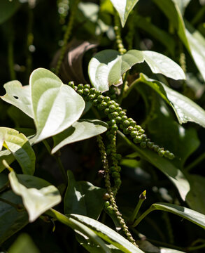 A green leafy plant with green berries on it