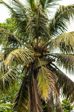 A palm tree with a few coconuts on it