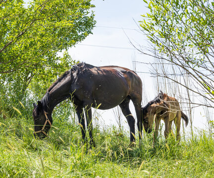 Brown horse grazes beside smaller equine in grassy field
