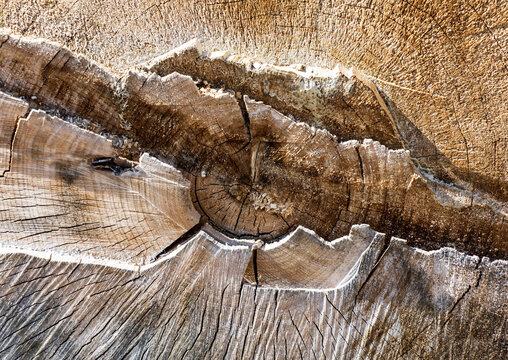 Weathered wood grain with deep, cracked patterns