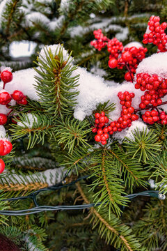 A Christmas tree stands covered in snow with bright red berries adding color to the branches. This winter scene captures the holiday spirit