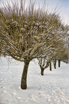 A Christmas tree stands covered in snow. The scene shows several bare trees in the background, showcasing a winter day outdoors