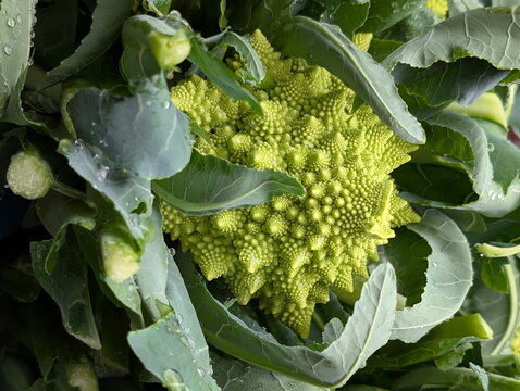 Vibrant Romanesco Nature Fractal Geometry