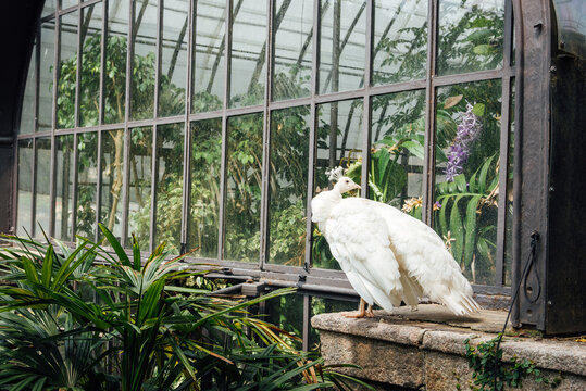 Paon blanc dans une serre sur Isola Bella. Bel oiseau blanc posant devant la cam&eacute;ra.