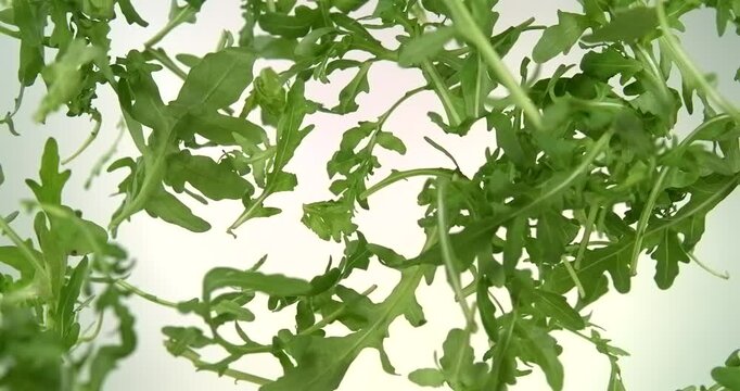 Fresh arugula leaves falling in slow motion on white background