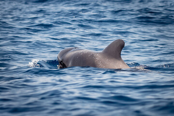 dolphin in the water © Adam