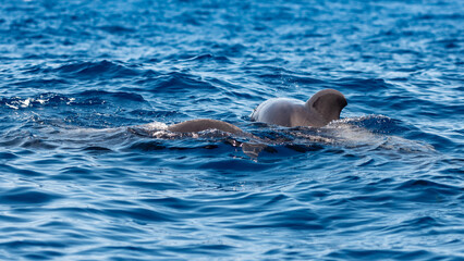 dolphin jumping out of water © Adam