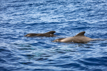 dolphin in the water © Adam