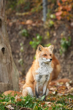 Beautiful red fox with in vibrant orange fur is living in natural autumn woodland habitat during daytime. Animal living in nature portrait scene.