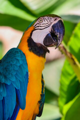 Blue-and-gold macaw with open beak in side portrait © Chronomorph Studio