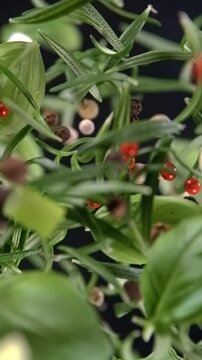 Fresh herbs peppercorns and sea salt falling in slow motion 1000 fps