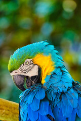 Blue-and-gold macaw preening vivid blue feathers © Chronomorph Studio