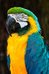 Blue-and-gold macaw profile with yellow chest and blue wings © Chronomorph Studio