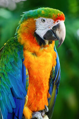 Colorful hybrid macaw perched in full portrait © Chronomorph Studio