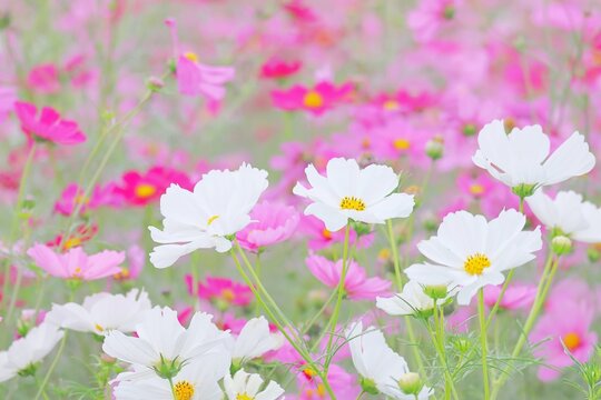 秋の白いコスモスとピンクのコスモス