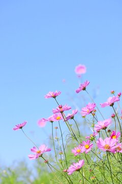 コスモスと秋の青空 縦