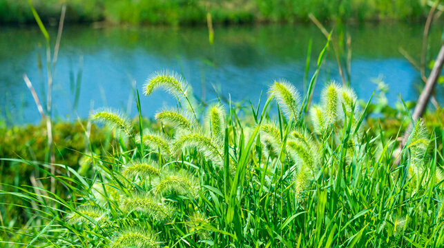 Green foxtail grass growing by a calm pond in bright sunlight