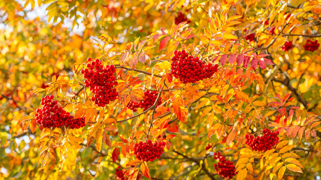 Bright red rowan berries among yellow and orange autumn leaves