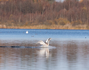swans on the lake © Maryna