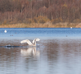 swan on the lake © Maryna