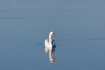 swan on the water © Maryna