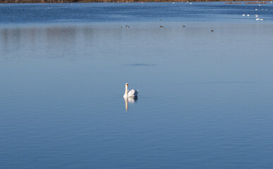 swan on the lake © Maryna