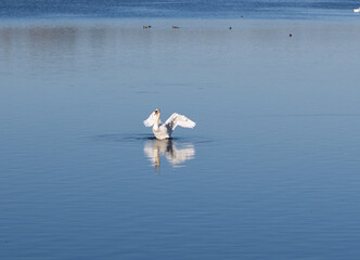 swan in the water © Maryna