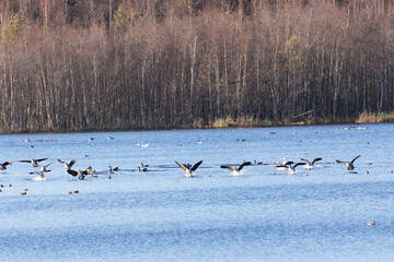 canadian geese in flight © Maryna