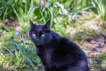 black cat on the grass © Douglas