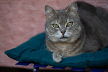 cat on the chair © Douglas