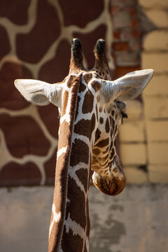 Giraffe stands near a patterned wall
