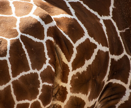 Close-up of giraffe skin pattern