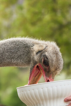 An emu eats from a bowl in a natural outdoor environment. Soft greenery and detailed feathers create cinematic exotic bird atmosphere.