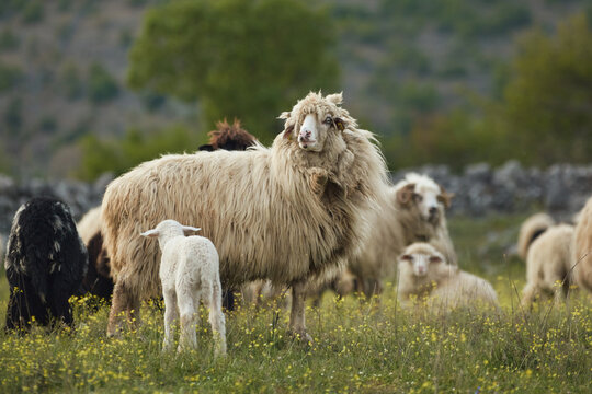 A large sheep stands in a grassy meadow surrounded by flock animals. Natural countryside scenery creates authentic rural landscape mood.
