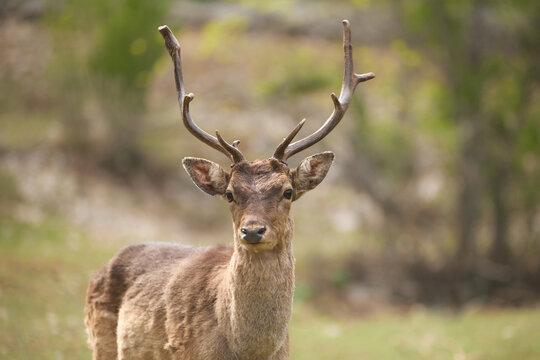 A stag looks toward camera in a forest meadow outdoors. Soft natural background creates cinematic wildlife documentary atmosphere.