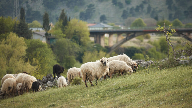 Sheep graze across a sloping hillside pasture surrounded by greenery. Soft daylight and mountain scenery create peaceful countryside mood.