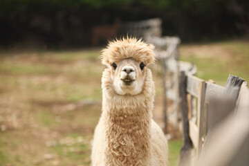 An alpaca looks toward camera in a countryside outdoor enclosure. Fluffy coat and warm daylight create calm farm animal portrait atmosphere. © Anna Averianova