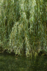 saule pleureur, © JAG IMAGES