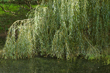 saule pleureur, © JAG IMAGES