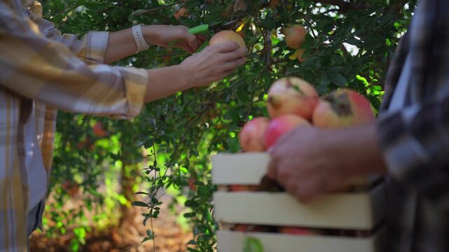 Farmers picking pomegranates from branches with pruning shears and placing fruit into wooden crate held by a coworker. Seasonal fruit harvesting, orchard teamwork,manual farm labor, produce production
