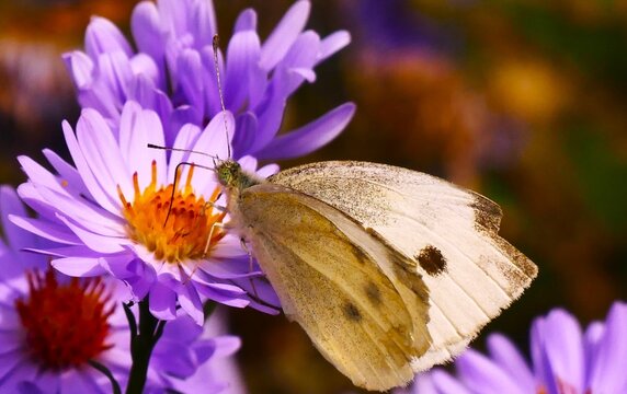White butterfly spread wings on purple flower in the garden, insects and bugs wildlife background