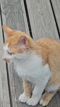 Cute orange cat close up grey wood background