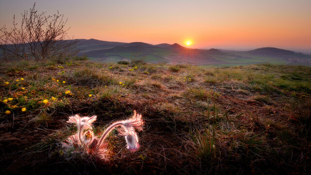 Backlit pasque flower glowing in golden sunset light on a scenic hillside