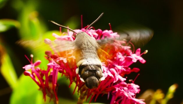 Hummingbird hawk-moth fly above the pink flower collecting pollen in the garden, bugs and insects wildlife background