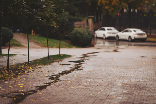 Rain-soaked park lane gleams beneath autumn trees as white cars rest nearby