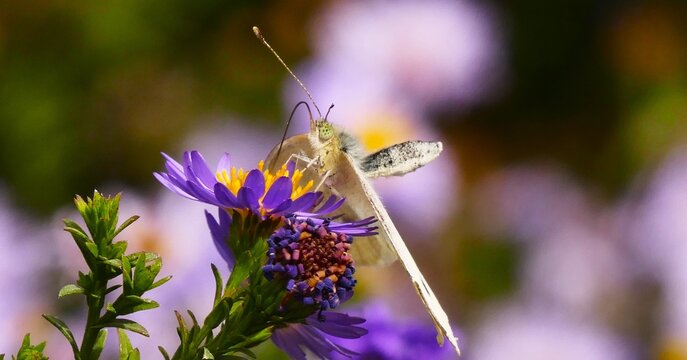 White butterfly with open wings on purple flower in the garden close macro details, bugs and insects wildlife background