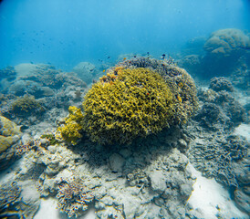 Underwater Photography: Colorful Branching Coral at the Coral Sea, the Great Barrier Reef, Norman Reef Australia © Beautiful World